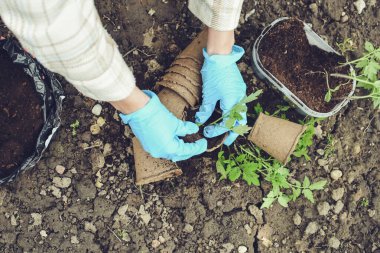 Küçük domatesleri ayrı kaselere yerleştiriyorlar.