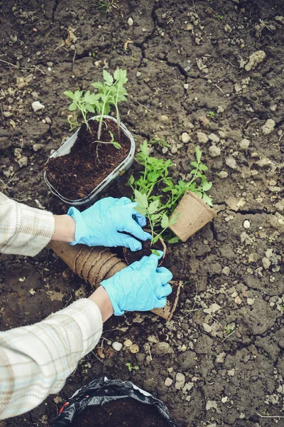 Küçük domatesleri ayrı kaselere yerleştiriyorlar.
