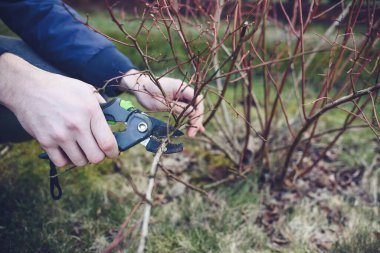 Baharın erken saatlerinde bahçedeki yaban mersini çalılarını budamak