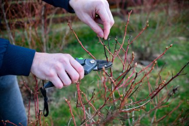 Baharın erken saatlerinde bahçedeki yaban mersini çalılarını budamak