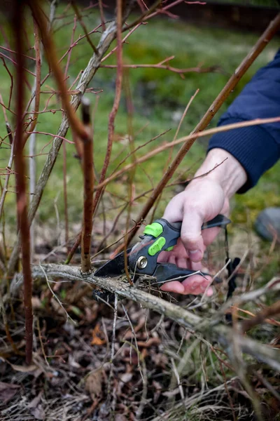 Baharın erken saatlerinde bahçedeki yaban mersini çalılarını budamak