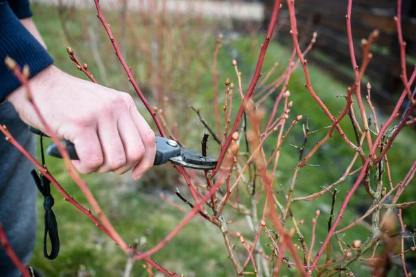 Beschneiden Von Heidelbeersträuchern Garten Zum Frühlingsanfang — Stockfoto