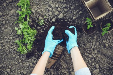 Küçük domatesleri ayrı kaselere yerleştiriyorlar.