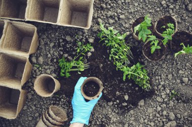 Küçük domatesleri ayrı kaselere yerleştiriyorlar.