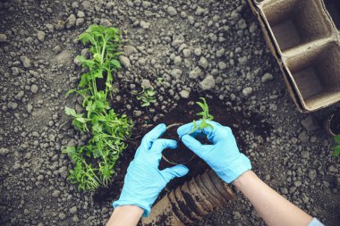 Küçük domatesleri ayrı kaselere yerleştiriyorlar.