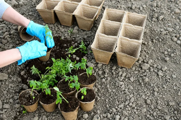 Küçük domatesleri ayrı kaselere yerleştiriyorlar.