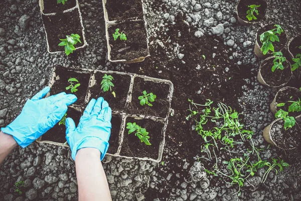 Küçük domatesleri ayrı kaselere yerleştiriyorlar.