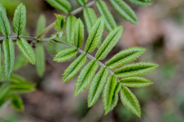 İlkbaharda ormandaki yeşil yapraklar.