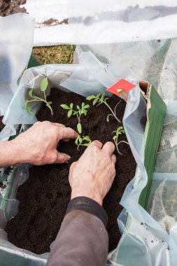 Bahçıvan, ilkbaharın başlarında büyük bir kutuya domates tohumu ekiyor.