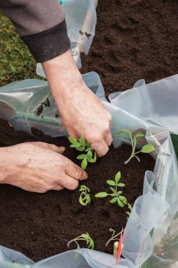 Bahçıvan, ilkbaharın başlarında büyük bir kutuya domates tohumu ekiyor.