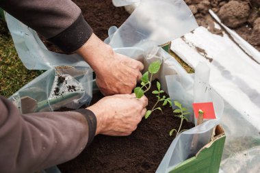 Bahçıvan, ilkbaharın başlarında büyük bir kutuya domates tohumu ekiyor.
