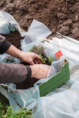 Bahçıvan, ilkbaharın başlarında büyük bir kutuya domates tohumu ekiyor.