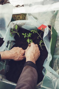 Bahçıvan, ilkbaharın başlarında büyük bir kutuya domates tohumu ekiyor.