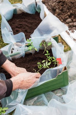 Bahçıvan, ilkbaharın başlarında büyük bir kutuya domates tohumu ekiyor.