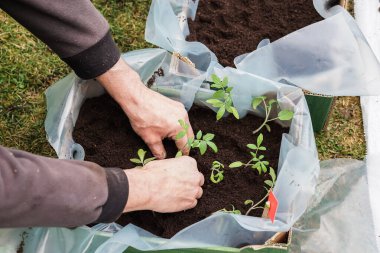 Bahçıvan, ilkbaharın başlarında büyük bir kutuya domates tohumu ekiyor.