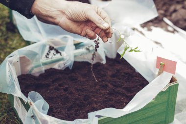 Bahçıvan, ilkbaharın başlarında büyük bir kutuya domates tohumu ekiyor.