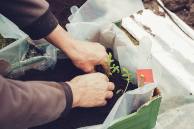 Bahçıvan, ilkbaharın başlarında büyük bir kutuya domates tohumu ekiyor.