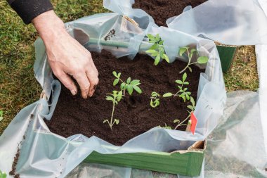 Bahçıvan, ilkbaharın başlarında büyük bir kutuya domates tohumu ekiyor.