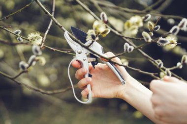 Kadın baharın başlarında söğüt dalları kesiyor.
