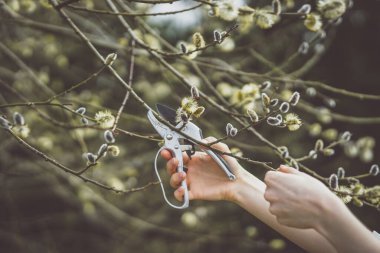 Kadın baharın başlarında söğüt dalları kesiyor.