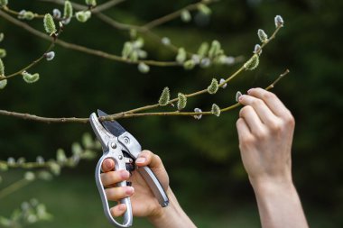 Kadın baharın başlarında söğüt dalları kesiyor.