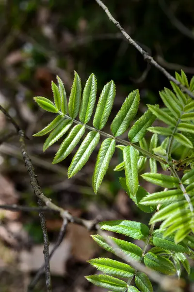 stock image Green leaves of a rowan tree in the forest in spring