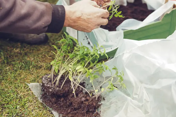 Bahçıvan, ilkbaharın başlarında büyük bir kutuya domates tohumu ekiyor.