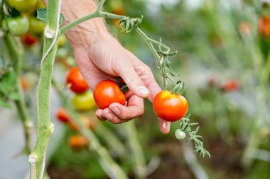 Bahçıvan serada olgun kırmızı domatesleri topluyor.