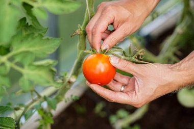 Bahçıvan serada olgun kırmızı domatesleri topluyor.