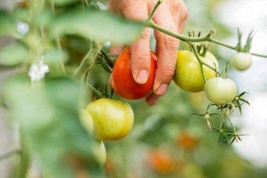 Bahçıvan serada olgun kırmızı domatesleri topluyor.