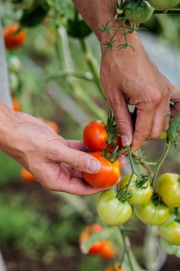 Bahçıvan serada olgun kırmızı domatesleri topluyor.