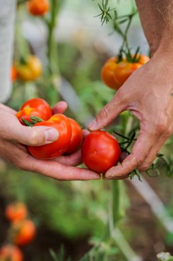 Bahçıvan serada olgun kırmızı domatesleri topluyor.