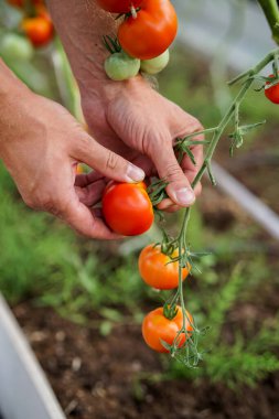 Bahçıvan serada olgun kırmızı domatesleri topluyor.
