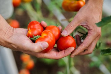 Bahçıvan serada olgun kırmızı domatesleri topluyor.