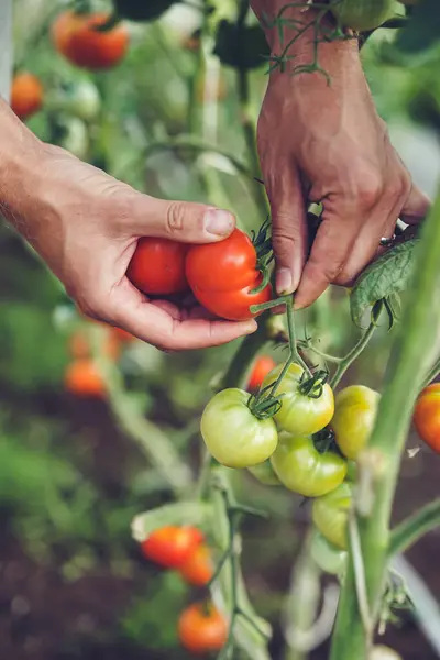 Bahçıvan serada olgun kırmızı domatesleri topluyor.