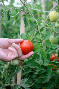 Bahçıvan serada olgun kırmızı domatesleri topluyor.