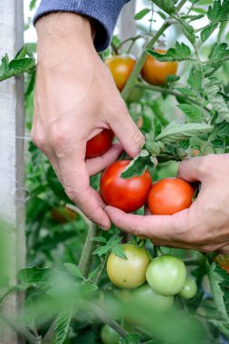 Bahçıvan serada olgun kırmızı domatesleri topluyor.