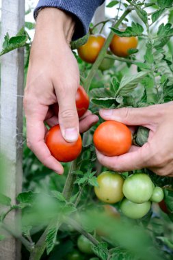 Bahçıvan serada olgun kırmızı domatesleri topluyor.