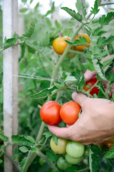 Bahçıvan serada olgun kırmızı domatesleri topluyor.