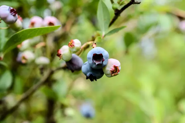 Yazın çalılıklarda olgunlaşmış yaban mersinleri