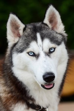 Şirin Sibirya köpeği yaz evinde oturuyor, güzel ve sıcak bir yaz günü.