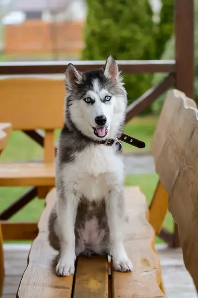 Şirin Sibirya köpeği yaz evinde oturuyor, güzel ve sıcak bir yaz günü.