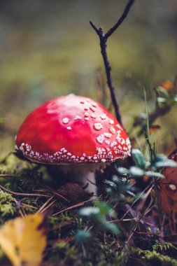 Parlak kırmızı Amanita mantarı, aynı zamanda sinek mantarı olarak da bilinir, yemyeşil bir orman zeminine karşı durur, başlığında beyaz benekler vardır..
