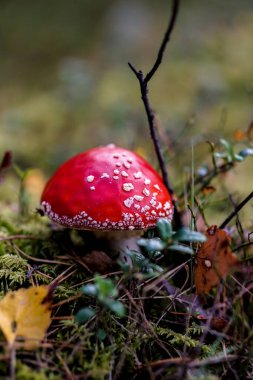 Parlak kırmızı Amanita mantarı, aynı zamanda sinek mantarı olarak da bilinir, yemyeşil bir orman zeminine karşı durur, başlığında beyaz benekler vardır..