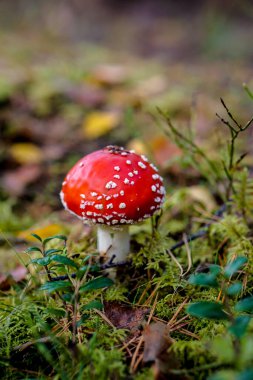 Parlak kırmızı Amanita mantarı, aynı zamanda sinek mantarı olarak da bilinir, yemyeşil bir orman zeminine karşı durur, başlığında beyaz benekler vardır..