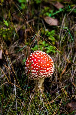 Parlak kırmızı Amanita mantarı, aynı zamanda sinek mantarı olarak da bilinir, yemyeşil bir orman zeminine karşı durur, başlığında beyaz benekler vardır..