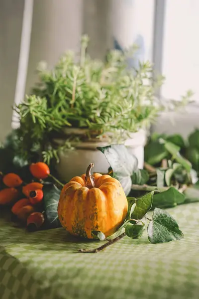 Küçük, canlı bir balkabağı ve yeşil bir bitkinin pencere pervazında dinlendiği sonbahardan esinlenilmiş rahat bir sahne..