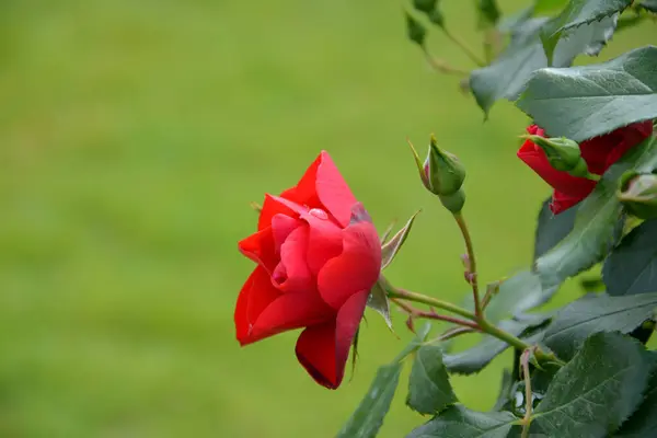 Yağmurdan sonra bahçede açan kırmızı gül