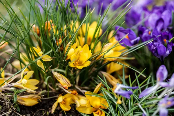 Paskalya ve bahar sahnesi Bahçede açan parlak renkli çiçekler