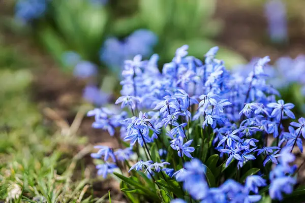 Paskalya ve bahar sahnesi Bahçede açan parlak renkli çiçekler